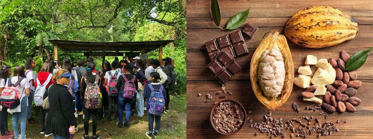 Hacienda Cufa — Tour de cacao orgánico